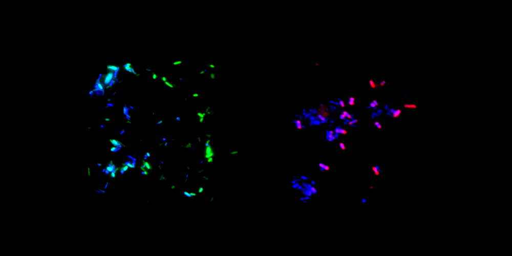 Peptide nucleic acids (PNA) – Overview – Intavis Peptide Services